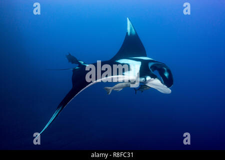 Riesige ozeanische Manta ray Stockfoto