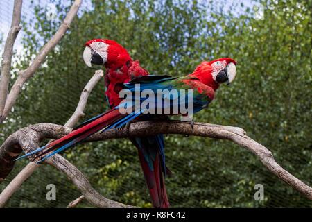 Bunte Papageien gehören zu den optisch auffälligsten Vögeln im Tierreich, bekannt für ihr lebendiges Gefieder und ihre verspielten Persönlichkeiten. Mit dem Stockfoto