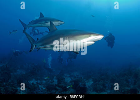 Taucher beobachten zwei Karibische Riffhaie (Carcharhinus perezi) ein einem Korallenriff, Roatan, Bay Islands, Honduras | Scuba diver Uhren zwei Cari Stockfoto