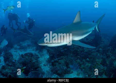 Scuba Diver Uhren zwei Karibische Riffhaie (Carcharhinus perezi) an einem Korallenriff, Roatan, Bay Islands, Honduras Stockfoto