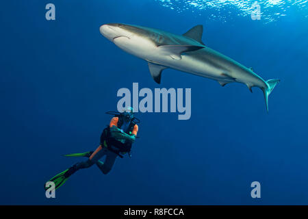 Taucher beobachtet einen Karibischen Riffhai (Carcharhinus perezi) im blauen Wasser, Jardines de la Reina, Kuba | Scuba diver Uhren a Caribbean Reef Stockfoto