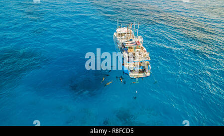 Luftaufnahme, Karibische Riffhaie (Carcharhinus perezi), auf einem Tauchboot, Bahama, Bahamas Stockfoto