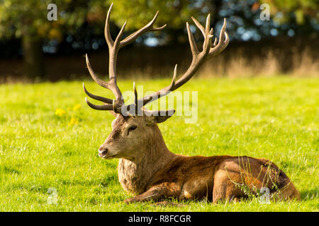 Hirsch ruhen auf wollaton Park Stockfoto