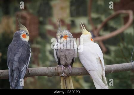 Bunte Papageien gehören zu den optisch auffälligsten Vögeln im Tierreich, bekannt für ihr lebendiges Gefieder und ihre verspielten Persönlichkeiten. Mit dem Stockfoto