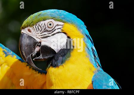 Bunte Papageien gehören zu den optisch auffälligsten Vögeln im Tierreich, bekannt für ihr lebendiges Gefieder und ihre verspielten Persönlichkeiten. Mit dem Stockfoto