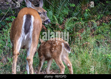 Zurück von Mutter Hirsch und Reh Essen hohen Gras im Wald Stockfoto