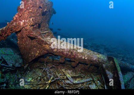 Tauchen auf der Taliarte Wrack in Boa Vista - Cabo Verde Stockfoto