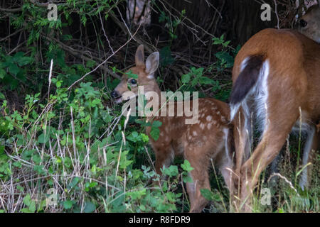 Fawn schaut sich um in hohen Unkraut und Gras wie doe isst Stockfoto