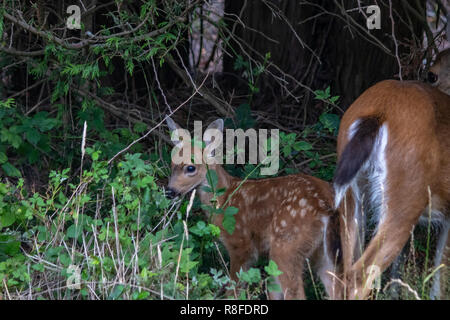 Fawn schaut sich um im hohen Gras und grüne Blätter ausgeblendet Stockfoto