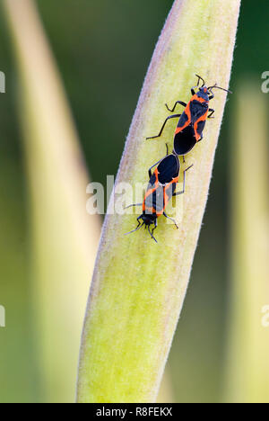 Große milkweed Bugs (Oncopeltus fasciatus) Paaren auf Saatgut pod von Butterfly weed (Asclepias tuberosa) Ende September. Fettgedruckte rote und schwarze Markierungen wa Stockfoto