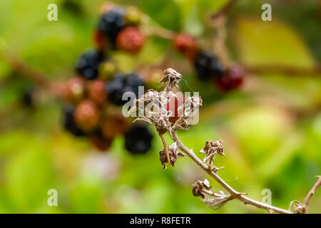 Rote und schwarze Beeren auf der Rebe, die Trocknung ist Stockfoto