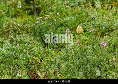 Blumen blühen in einem hellen Grün Feld Stockfoto