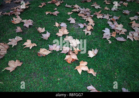Im Herbst Blätter Stockfoto