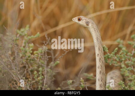 Alarmiert false cobra Aka hooded malpolon.. Eine gemeinsame Schlange, die in der arabischen Wüste Stockfoto