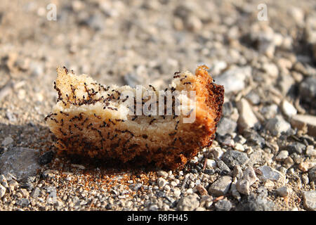 Ein Schwarm von Ameisen auf einem Stück Brot auf den Boden geworfen. Stockfoto
