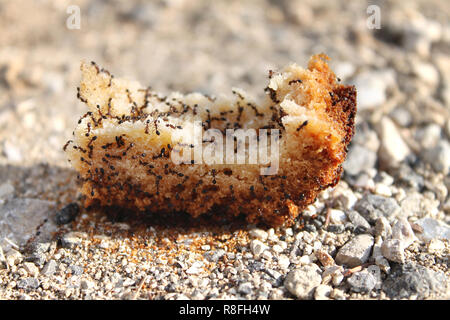 Ein Schwarm von Ameisen auf einem Stück Brot auf den Boden geworfen. Stockfoto