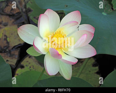 Exotische rosa und weißen Blüten mit gelben Staubgefäßen der Heilige Lotus Pflanze oder indischer Lotos (Nelumbo nucifera) in der Villa Demidoff, Toskana, Italien Stockfoto