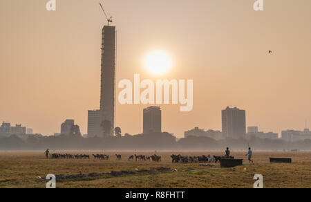 Indische Hirten mit ihren inländischen Ziegen auf dem Maidan Boden mit Blick auf die Hochhäuser in Kalkutta, Indien. Stockfoto