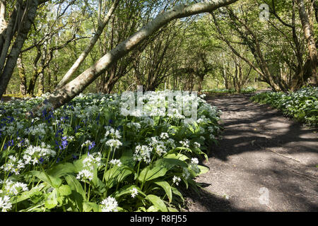 Allium ursinum ist auch als Bärlauch bekannt, eine bauchige, mehrjährige Pflanze, die im Wald auf dem Purbeck Way in Dorset, England, wächst Stockfoto