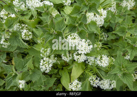 Allium ursinum auch als Bärlauch bekannt, eine bauchige mehrjährige blühende Pflanze wächst in Wäldern in Hampshire, England, Großbritannien Stockfoto