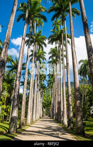 Helle malerische Aussicht hinunter einen rustikalen Weg mit hohen königlichen Palmen unter tropischen blauen Himmel in Rio de Janeiro, Brasilien gefüttert Stockfoto