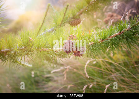 Europäische Lärche (Larix decidua). Foto im Sommer auf der Alpen Stockfoto