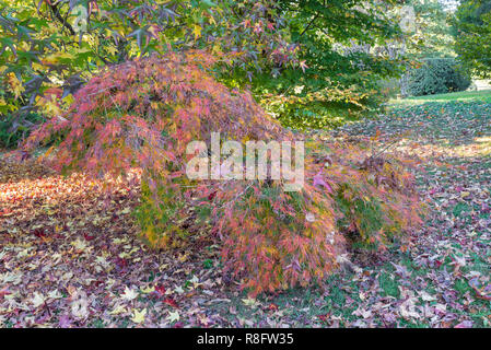 Japanischer Ahorn, Acer palmatum Dissectum im Herbst Stockfoto