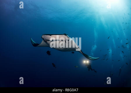 Riesigen ozeanischen Manta Ray von Tauchern umgeben Stockfoto