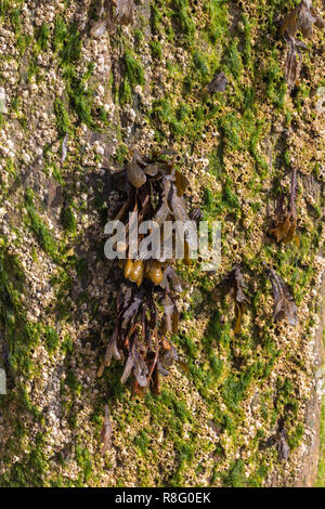 Nahaufnahme von Seegras wächst aus der Holz- buhnen am Strand Stockfoto