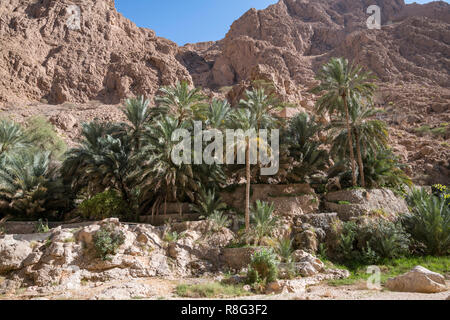 Plantagen mit Palmen in der Schlucht des Wadi Shab, Tiwi, Oman Stockfoto