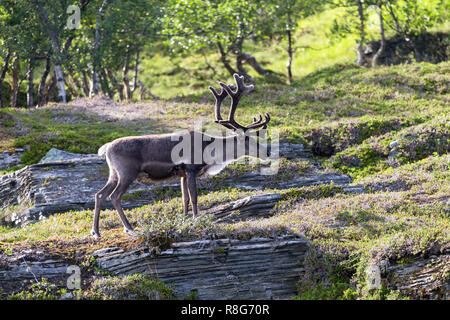 Weiße Rentier der Samen entlang der Straße in Norwegen Stockfoto