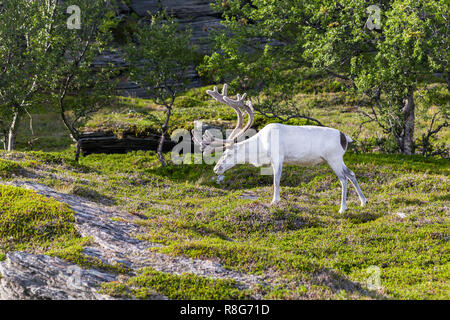 Weiße Rentier der Samen entlang der Straße in Norwegen Stockfoto