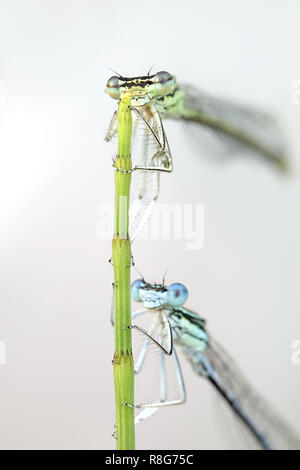 Blau featherleg, auch "white-legged damselfly, Platycnemis pennipes Stockfoto