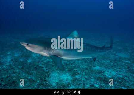 Tiger Shark: Cocos Island Stockfoto