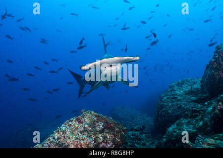 Hammerhead bei Cocos Island, Costarica Stockfoto