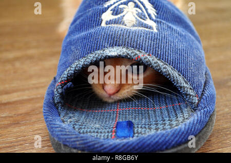 Rote Katze liegt in der blauen Männer Sneaker auf einem beigen Boden und blickt direkt in seine Augen Stockfoto