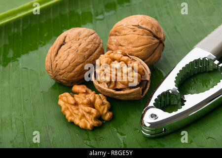 Essen: Nahaufnahme von Nussbaum isoliert auf Green Banana Leaf Hintergrund Schuß im Studio Stockfoto