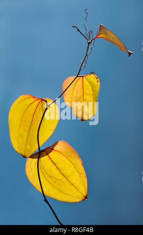 Blätter der Gemeinsamen Greenbrier, Roundleaf Greenbrier, (Smilax rotundifolia) im Herbst Stockfoto