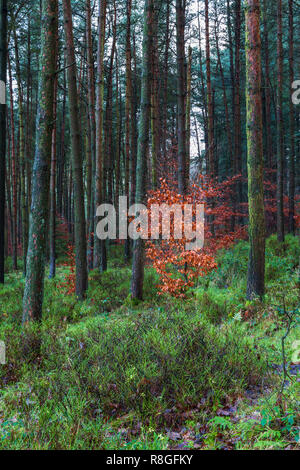 Copper Beech Bäume im Herbst Farbe unter den Nadelbäumen in Macclesfield Wald Stockfoto