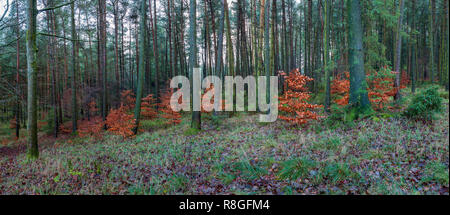 Panorama der Rotbuche Setzlinge im Herbst Farbe unter den Nadelbäumen in Macclesfield Wald Stockfoto