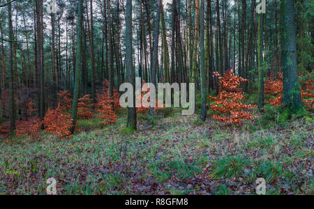 Copper Beech Bäume im Herbst Farbe unter den Nadelbäumen in Macclesfield Wald Stockfoto