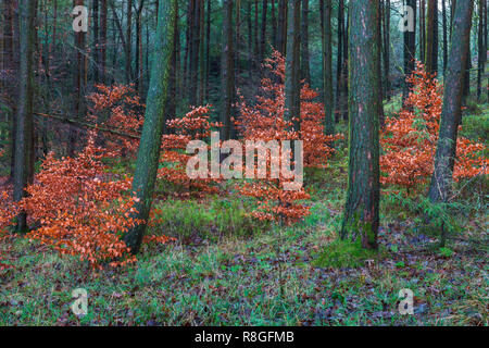 Copper Beech Bäume im Herbst Farbe unter den Nadelbäumen in Macclesfield Wald Stockfoto