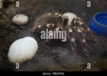 Räuberische Spinne Vogelspinne in einem Zoo Terrarium Stockfoto