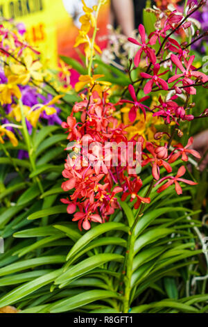 Orchid Bundles sind für den Verkauf in den Markt angezeigt. Stockfoto