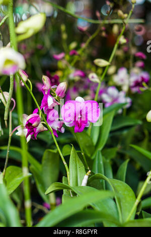 Orchid Bundles sind für den Verkauf in den Markt angezeigt. Stockfoto