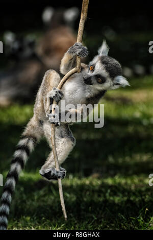 Ring Tailed Lemur Schwingen von Zweig mit unscharfen Familie oder Truppe Mitglieder visiable im Hintergrund, die sich auf üppigen Gras sind Stockfoto