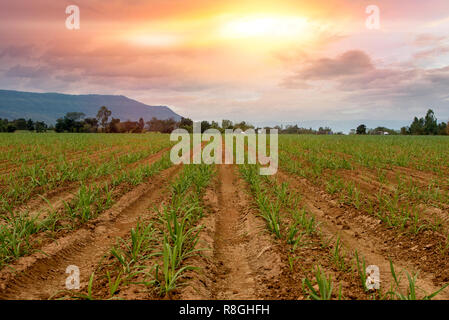 Kleine Zuckerfabrik Bauernhof Feld im Sonnenuntergang, Zuckerrohr Feld mit Berg- und Abendhimmel Stockfoto