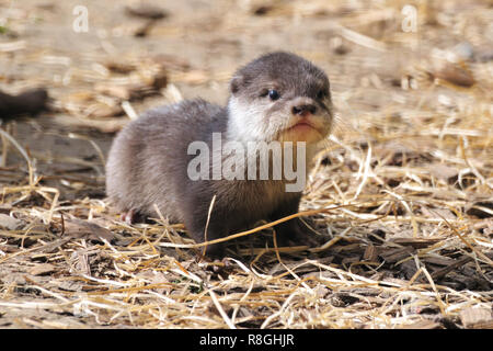 Baby Otter Stockfoto