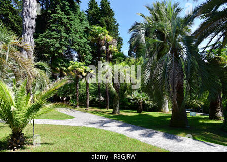 Sochi, Russland - Juni 5. 2018. Fragment des Arboretum mit einem Pfad Stockfoto