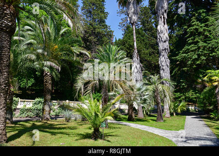 Sochi, Russland - Juni 5. 2018. Fragment des Arboretum mit einem Pfad Stockfoto